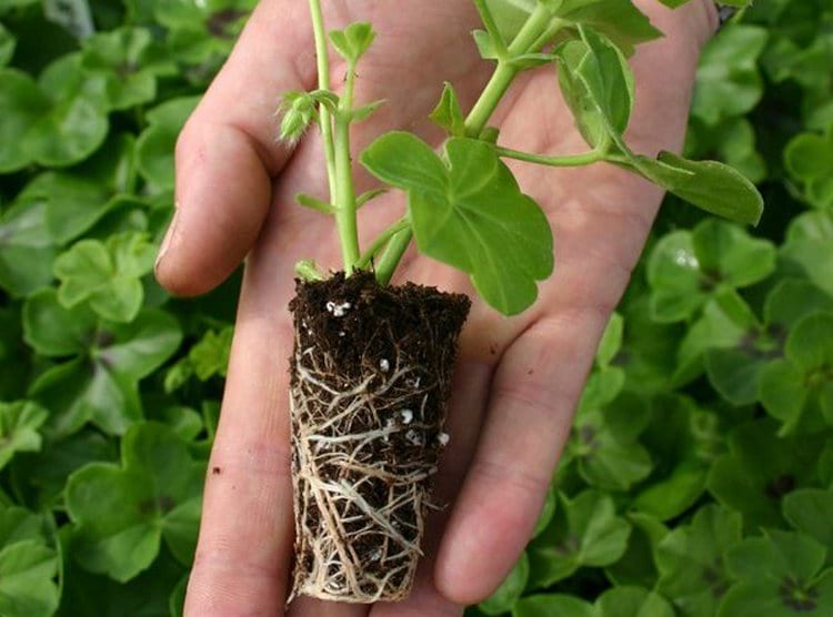 Как пересаживать герань